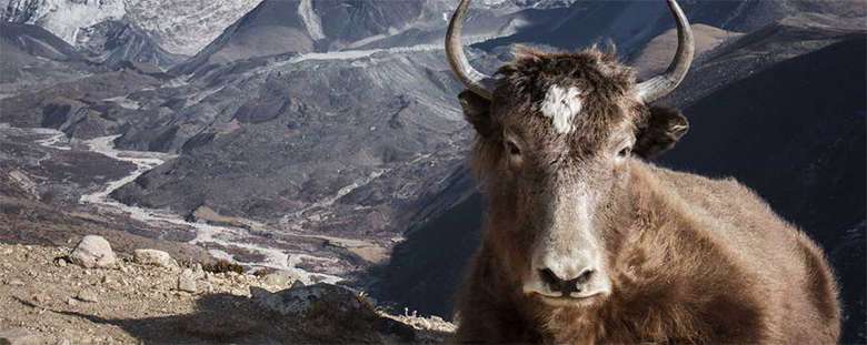 Thrumshingla National Park in Bhutan